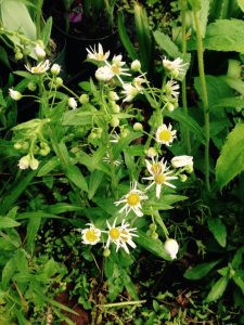 Fleabane