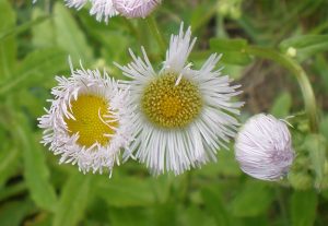 Fleabane flower Tudek