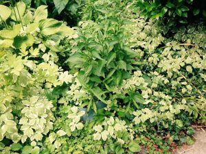 Bishop's Weed well established in an existing bed.