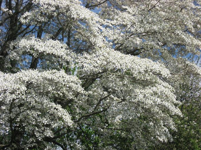 flowering white dogwood tree