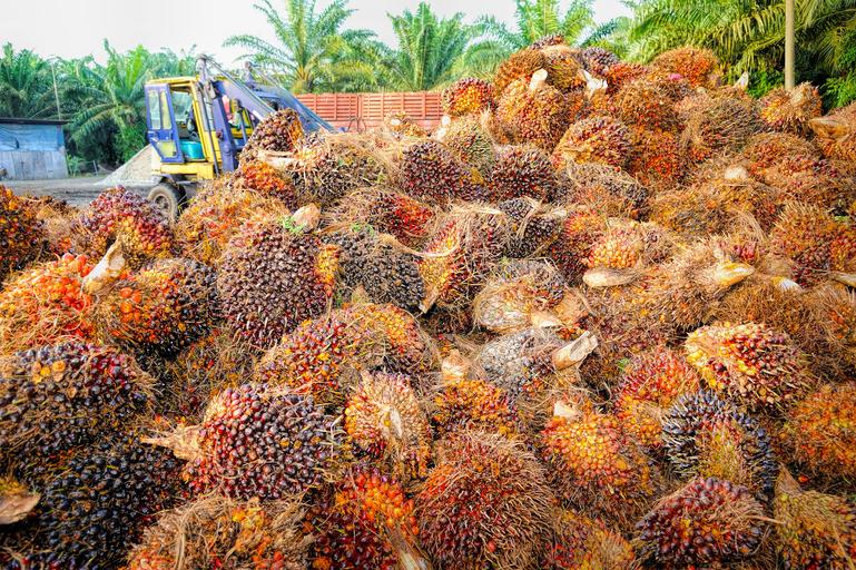 palm oil tree fruit and palm oil trees