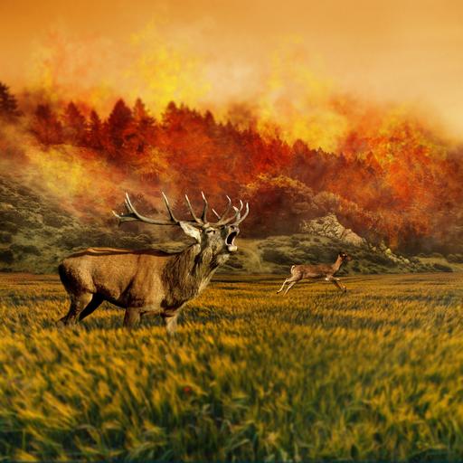 buck and doe running away from raging forest fire