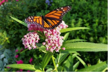 monarch butterfly on Milkweed