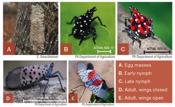 five stages of Spotted lanternfly