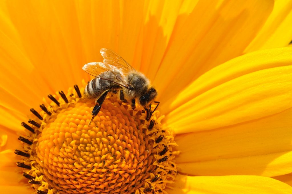 bumblebee on yellow daisy