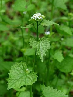 invasive garlic mustard plant in flower