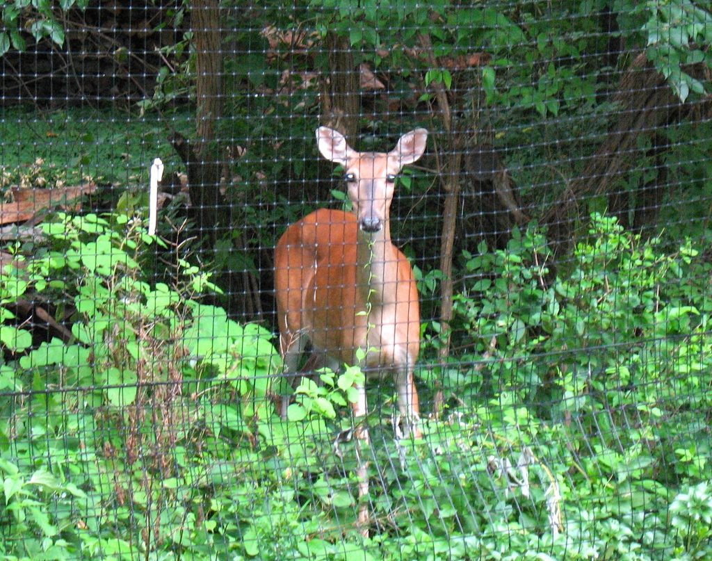 deer staring through a deer fence