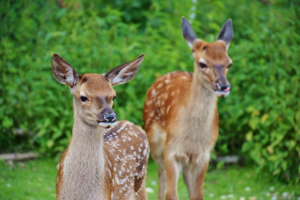 two fawns