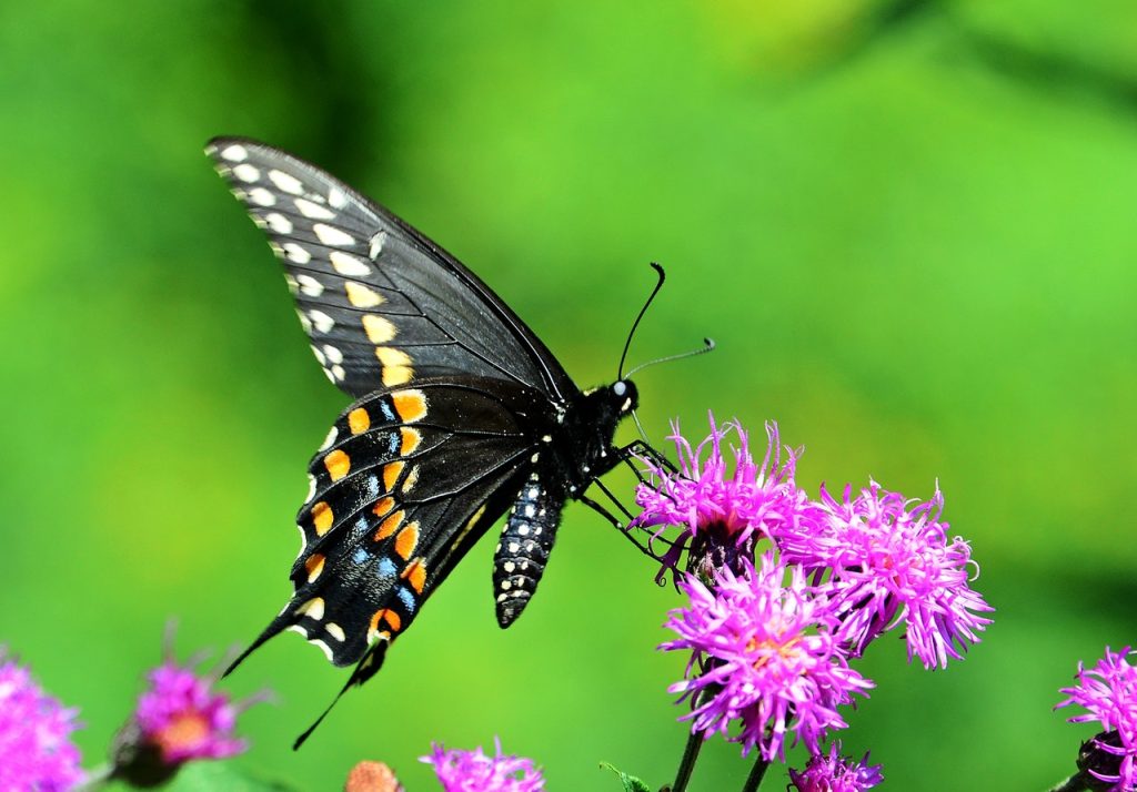 black , orange, blue and white black swallowtail butterfly on pink flower