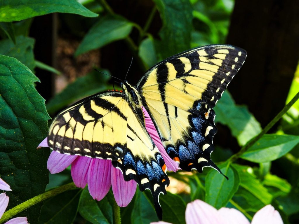 yellow, black and blue Eastern-tiger-swallowtail butterfly on pink coneflower