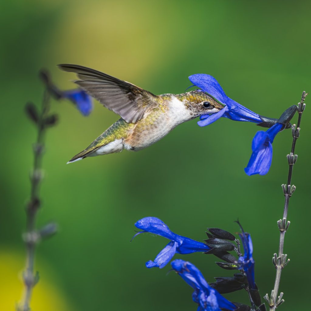 hummingbird sipping nectar from black and blue Salvia (Salvia guarantica)