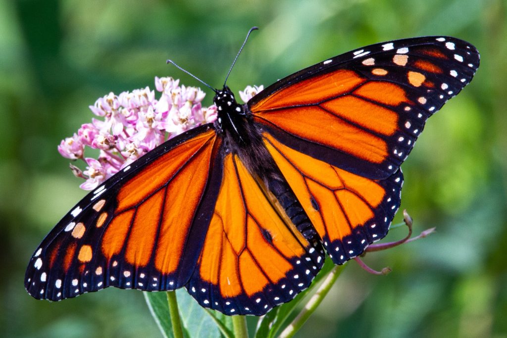 orange, black and white Monarch butterfly on pink milkweed flower