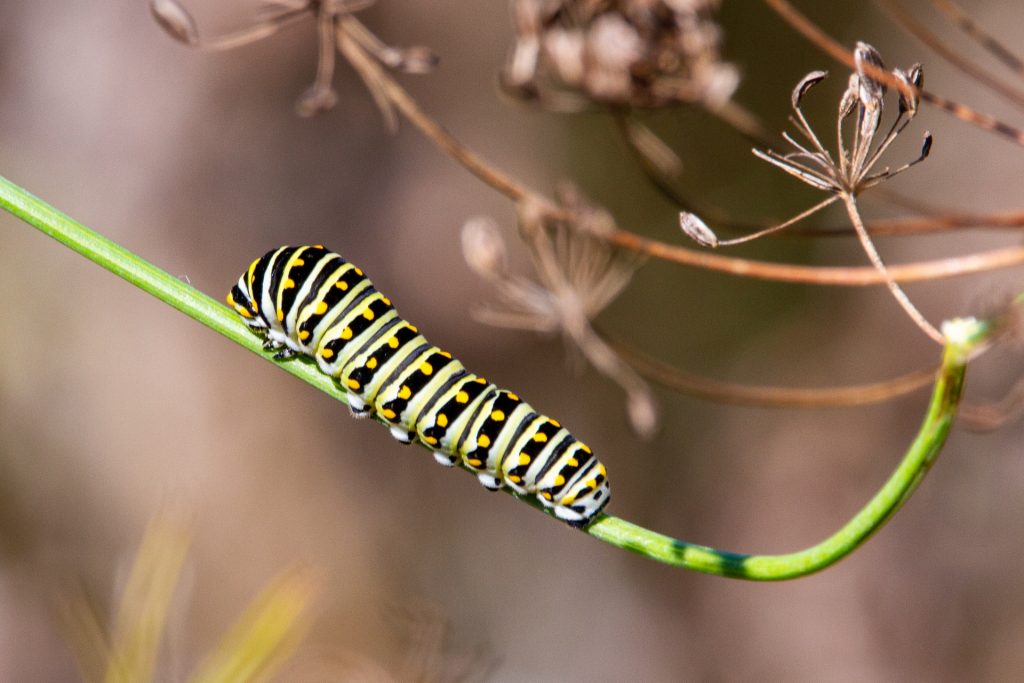 green, black and yellow Monarch caterpillar on green stem