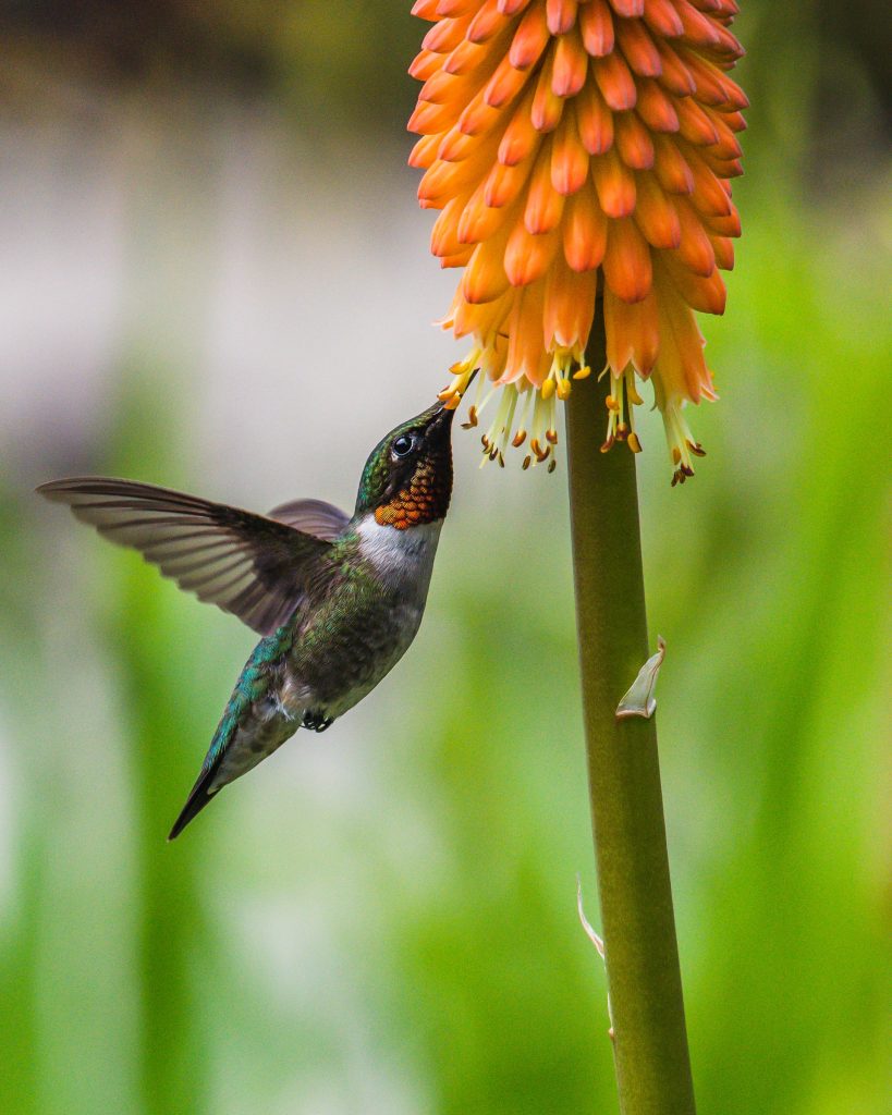 ruby throated hummingbird sipping nectar from orange flower