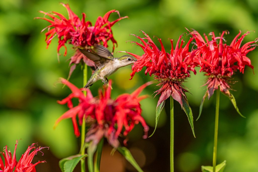 hummingbird sippingnectar from red bee balm flower