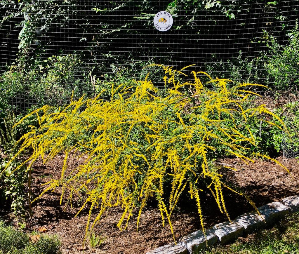 yellow fireworks goldenrod