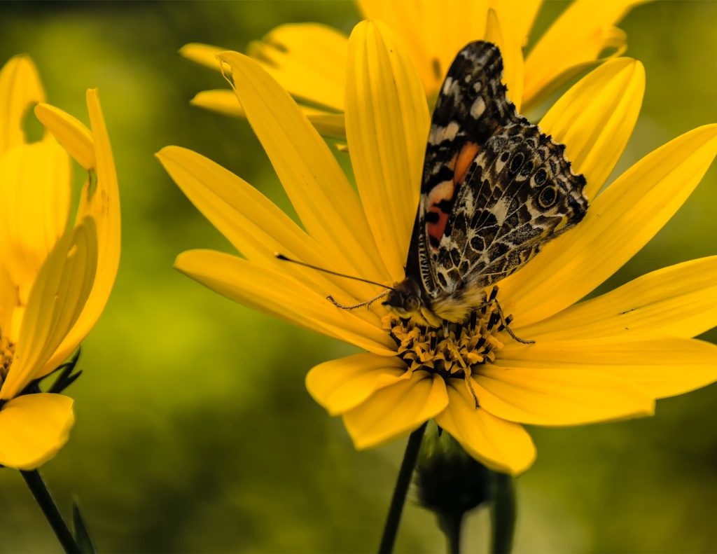 yellow/orange sunflower and butterfly