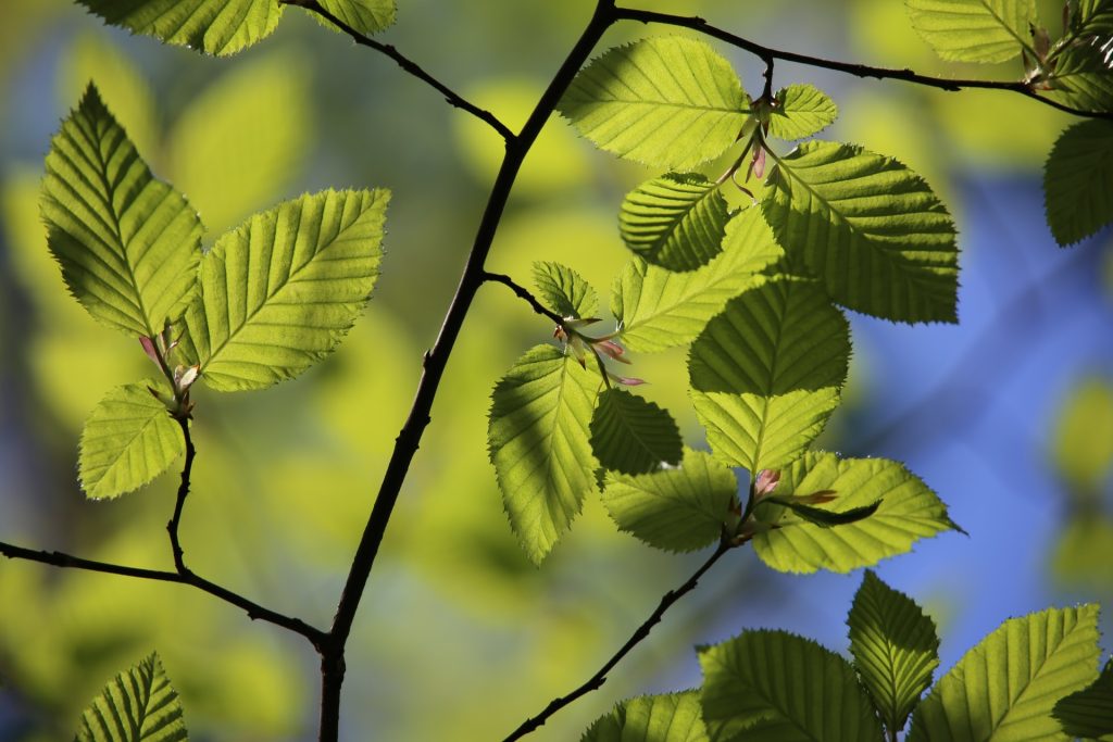 green birch tree leaves