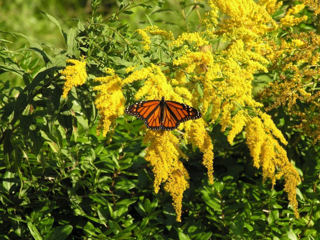 orange and black Monarch butterfly on yellow goldenrod