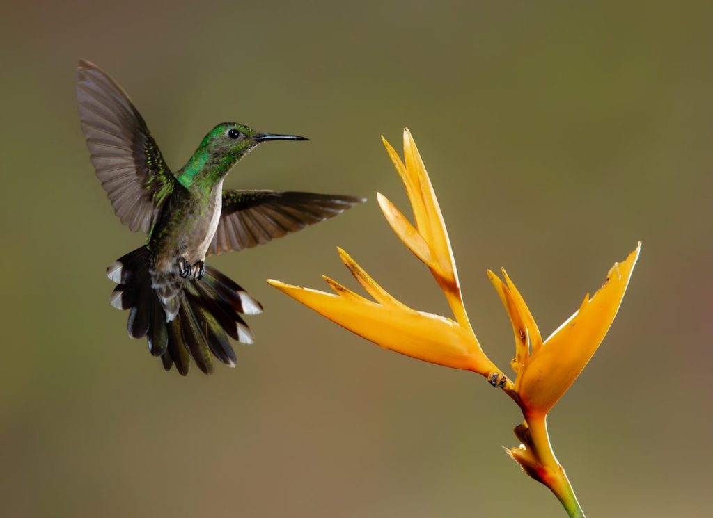 ruby throated hummingbird approaching orange flower