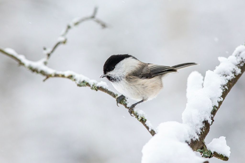 black capped chickadee on snow covered branch