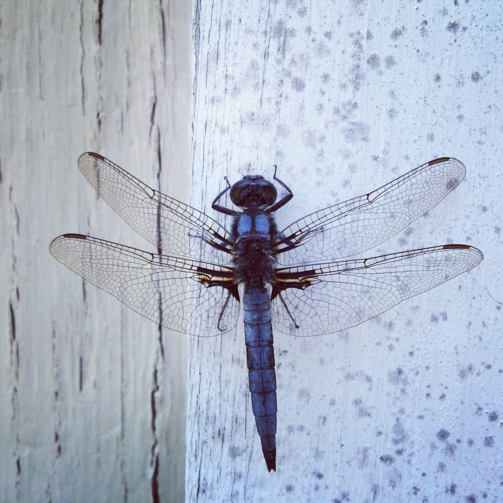 blue and black dragonfly with transparent wings