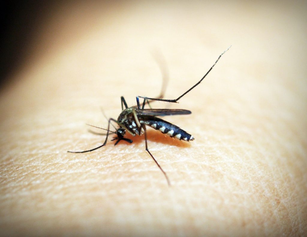 Asian Tiger mosquito