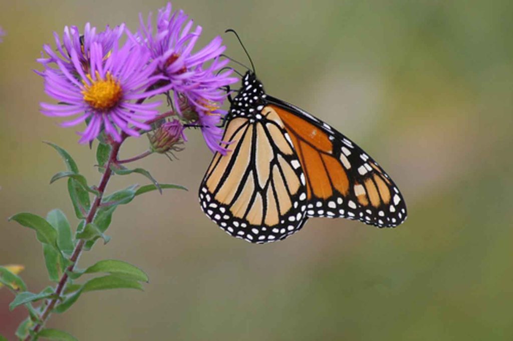 Monarch butterfly on purple flower