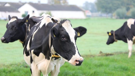 black and white cows in a green pasture
