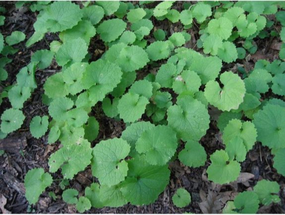 Green garlic mustard rosettes