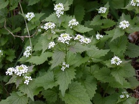 green garlic mustard with white flowers