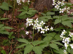 green toothwort with white flowers