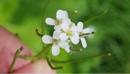 white garlic mustard flowers