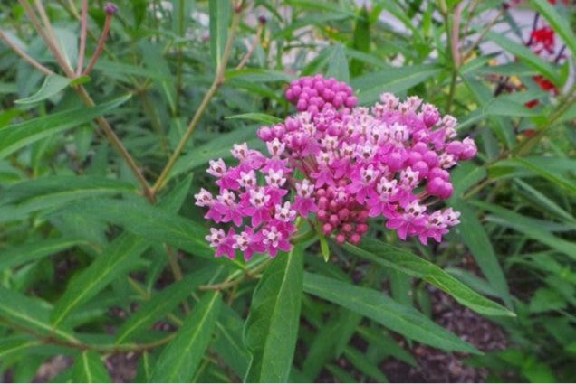 pink swamp milkweed