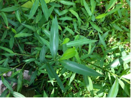 Japanese stiltgrass