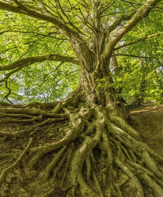 Tree roots