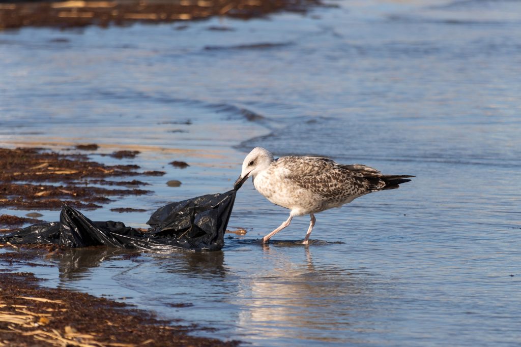 seabird dragging black plastic bag