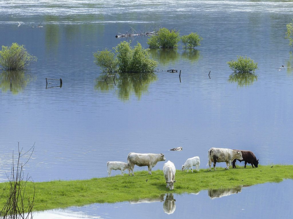 Cows in flooded fields