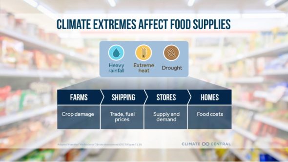 Affect of climate crisis on food supplies
